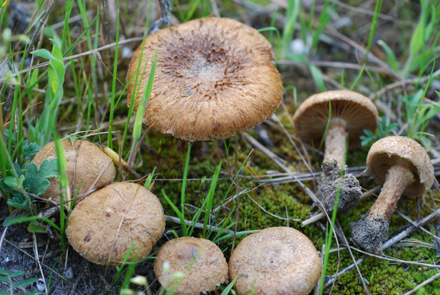 sotto quercia